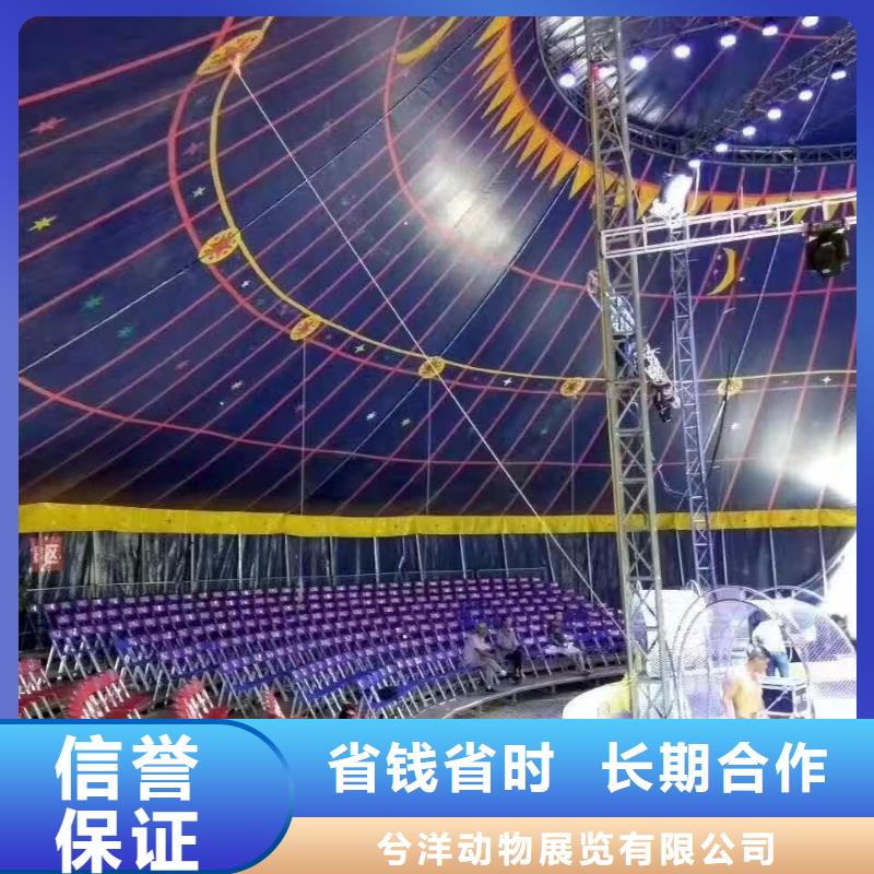 马戏团/羊驼美人鱼表演专业品质
