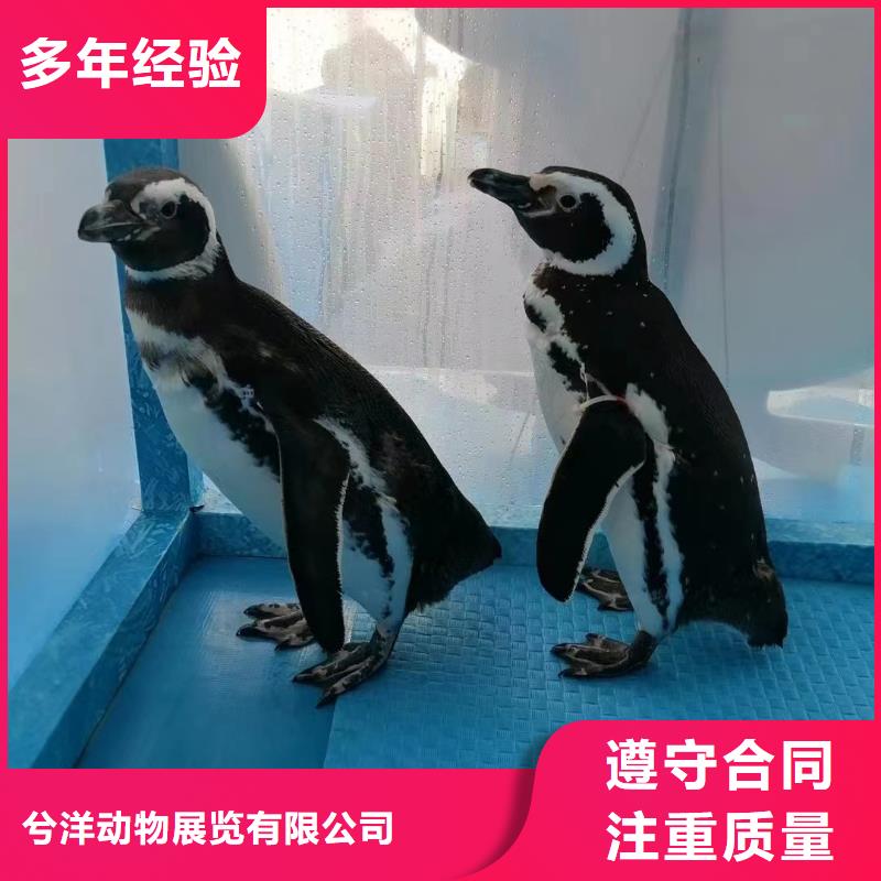 海洋主题动物表演【企鹅租赁】口碑商家