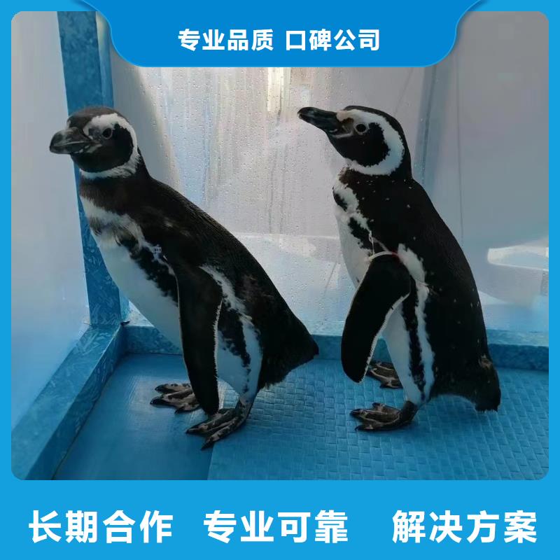 海洋主题动物表演-海洋展租赁好评度高