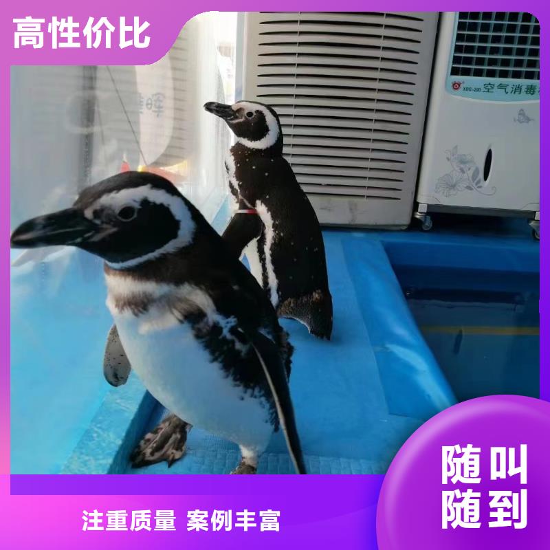 海洋主题动物表演海洋展租赁一站式服务