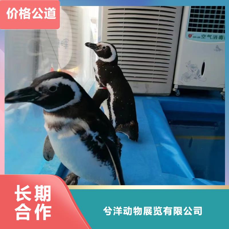 海洋主题动物表演出租羊驼一站搞定