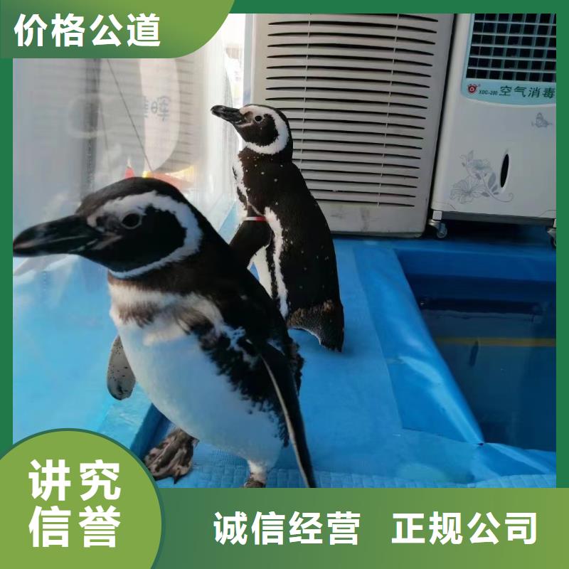 【海洋主题动物表演】海狮表演租赁精英团队