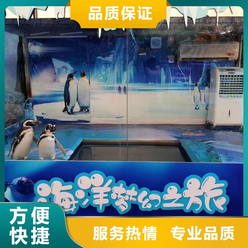海洋主题动物表演,出租表演企鹅