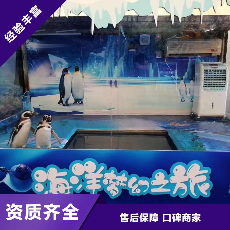 海洋主题动物表演,马戏团表演出租租赁一站式服务