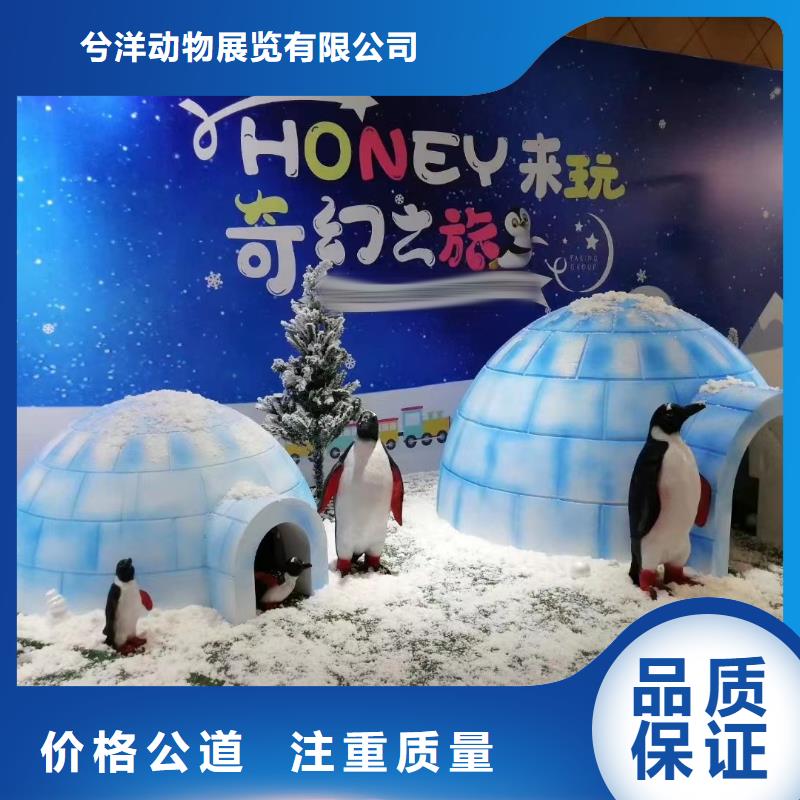 海洋主题动物表演-表演羊驼租赁先进的技术