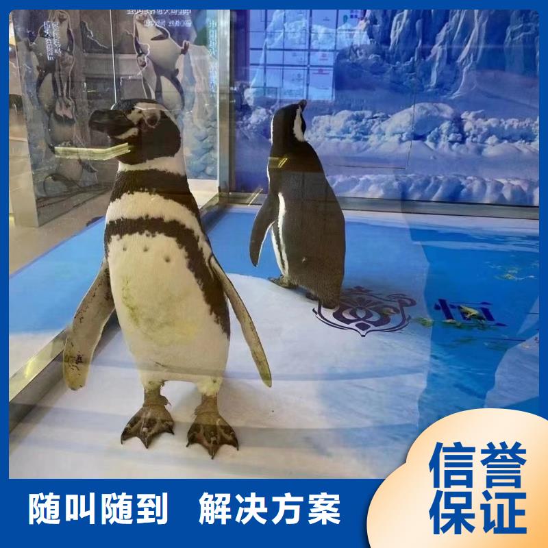 海洋生物展出租活跃气氛