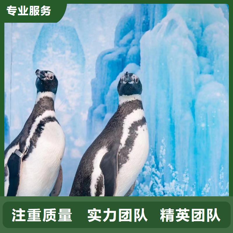 马戏团表演-视频-马戏团表演_四川省雅安市市场覆盖汉源|雨城|攀枝花|广安|遂宁|成都|甘孜|泸州|资阳等