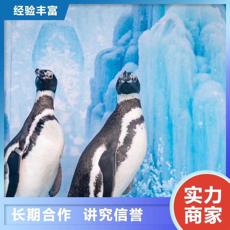 海洋主题动物表演 小马戏出租精英团队