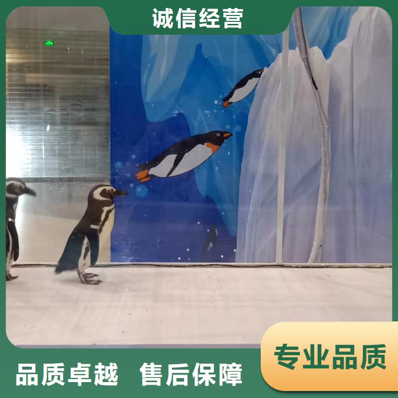 海洋主题动物表演海狮表演出租解决方案