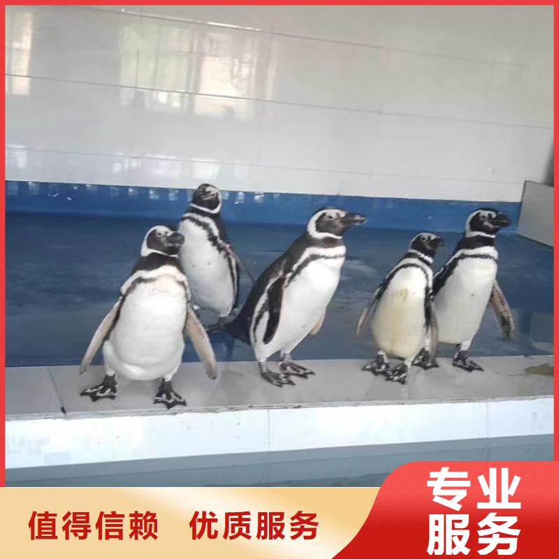 海洋主题动物表演_海狮表演出租资质齐全