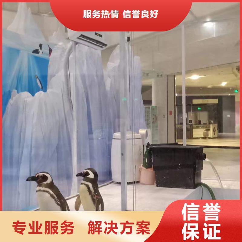 海洋主题动物表演_海狮表演出租信誉良好
