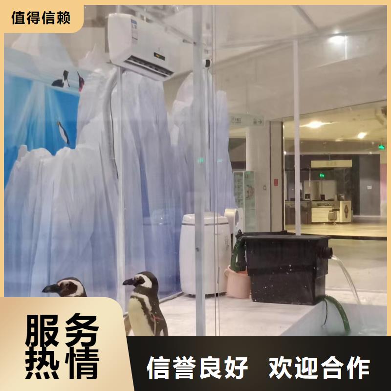 海洋主题动物表演羊驼出租