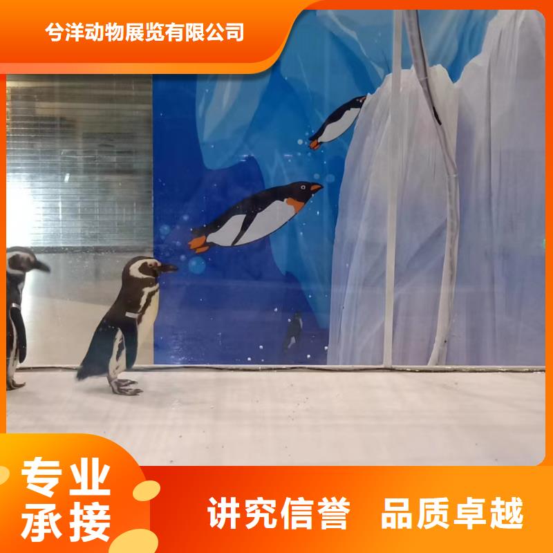 海洋主题动物表演动物表演正规团队