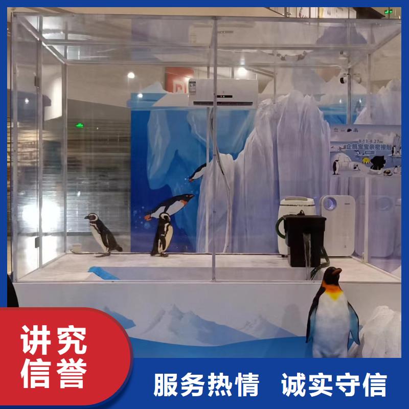 海洋主题动物表演海豚表演欢迎询价