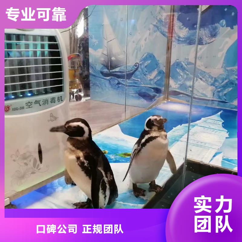 【海洋主题动物表演】_【海狮杂技表演】解决方案