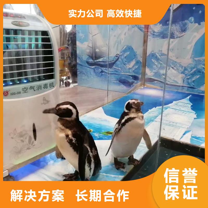 海洋主题动物表演马戏团表演解决方案