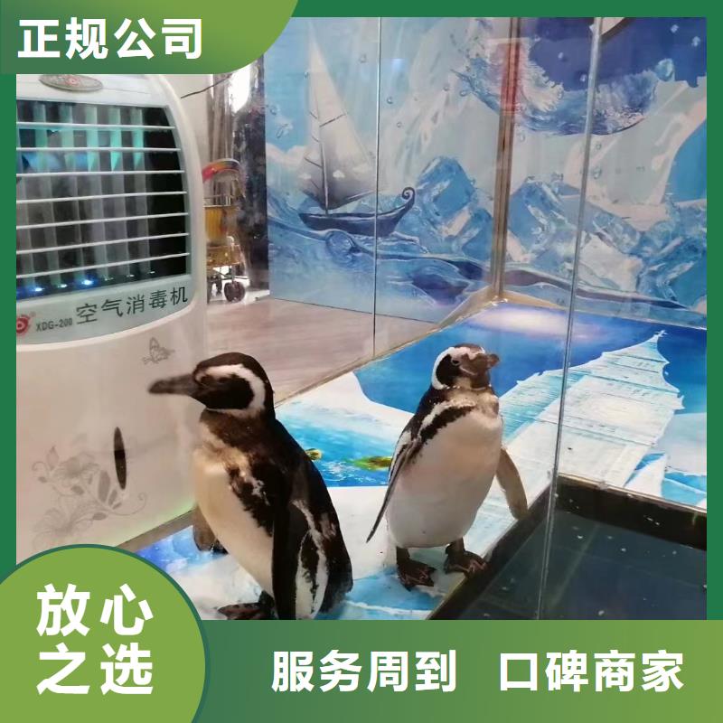 海洋主题动物表演【美人鱼出租演出】实力团队