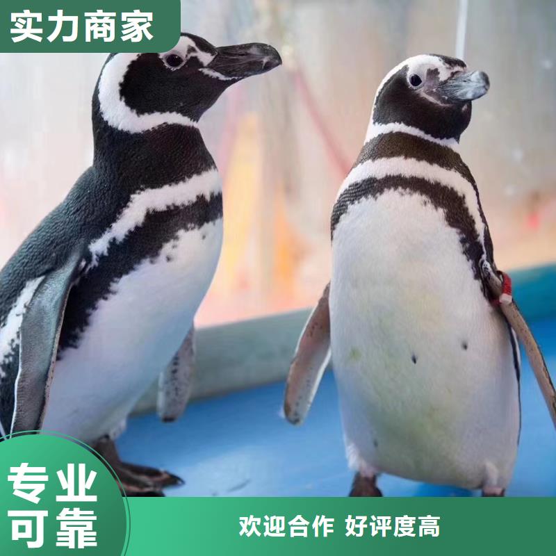 海洋主题动物表演美人鱼表演好评度高