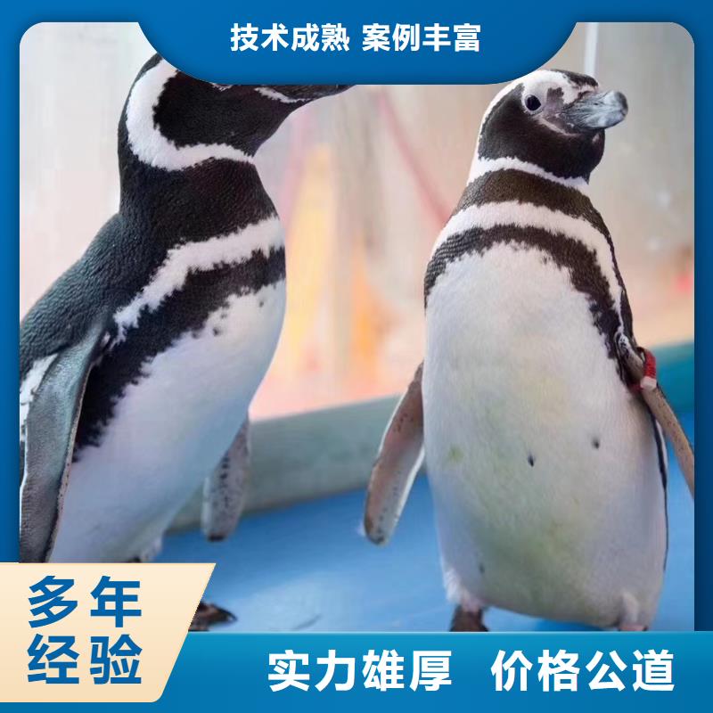 海洋主题动物表演-表演羊驼租赁先进的技术