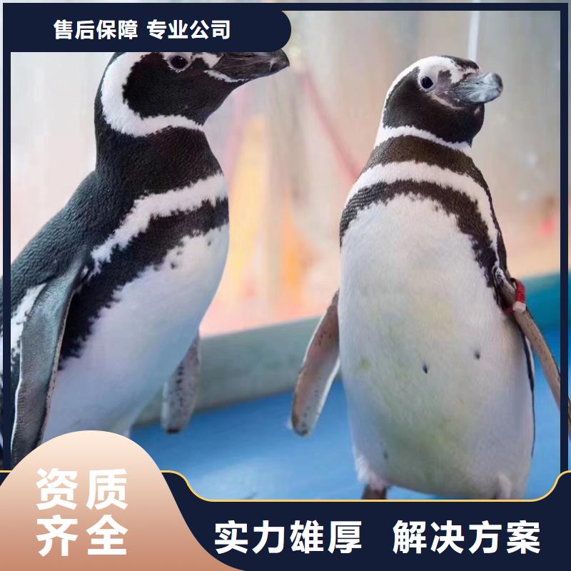 哪里有海洋展租赁的节日活动