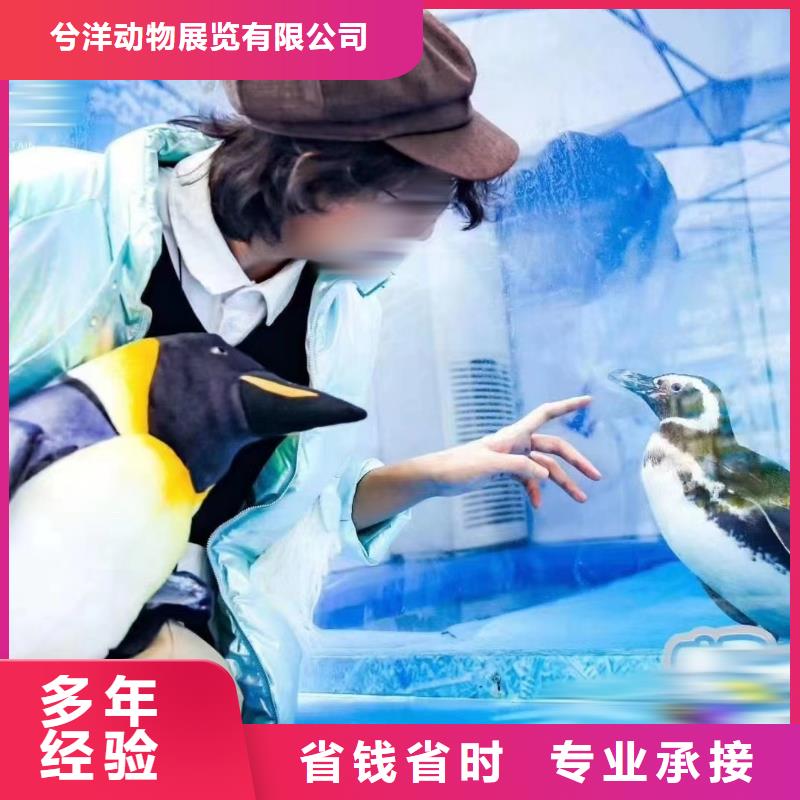 海洋主题动物表演鹦鹉表演租赁价格美丽