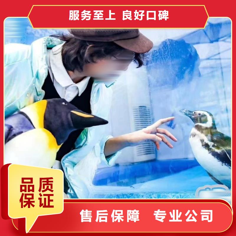 海洋主题动物表演羊驼表演实力团队