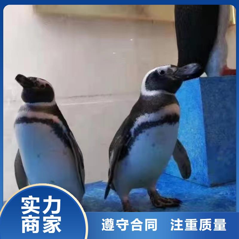海洋主题动物表演_杂耍演出省钱省时