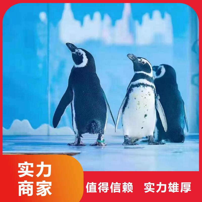 海洋主题动物表演【【海狮租赁表演】】良好口碑