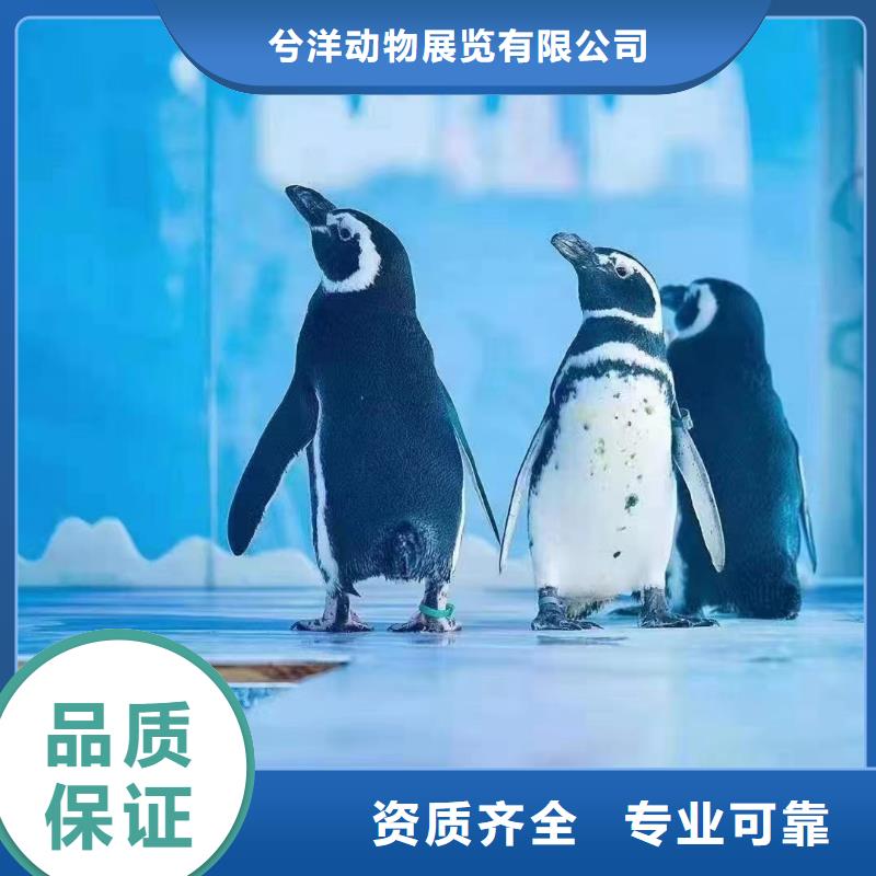 海洋主题动物表演-【企鹅表演】售后保障