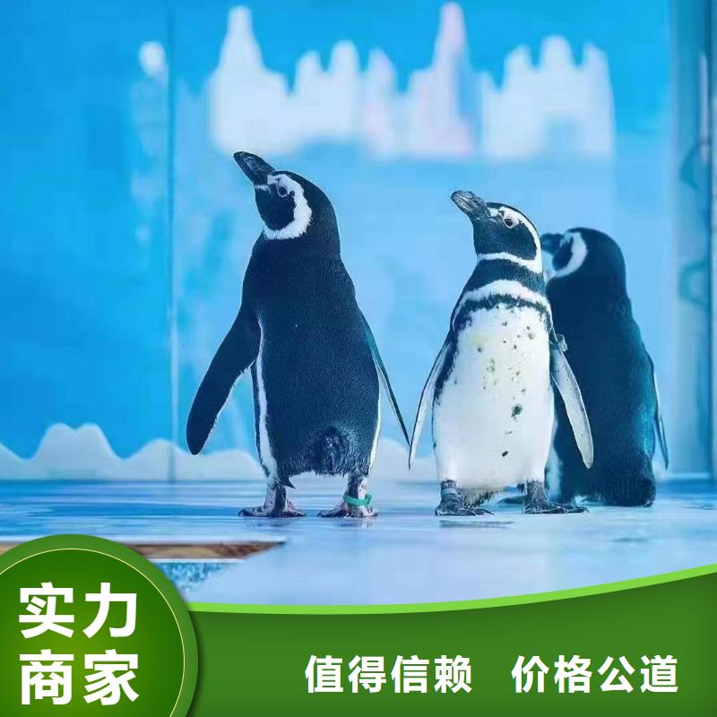 海洋主题动物表演海狮表演租赁靠谱商家