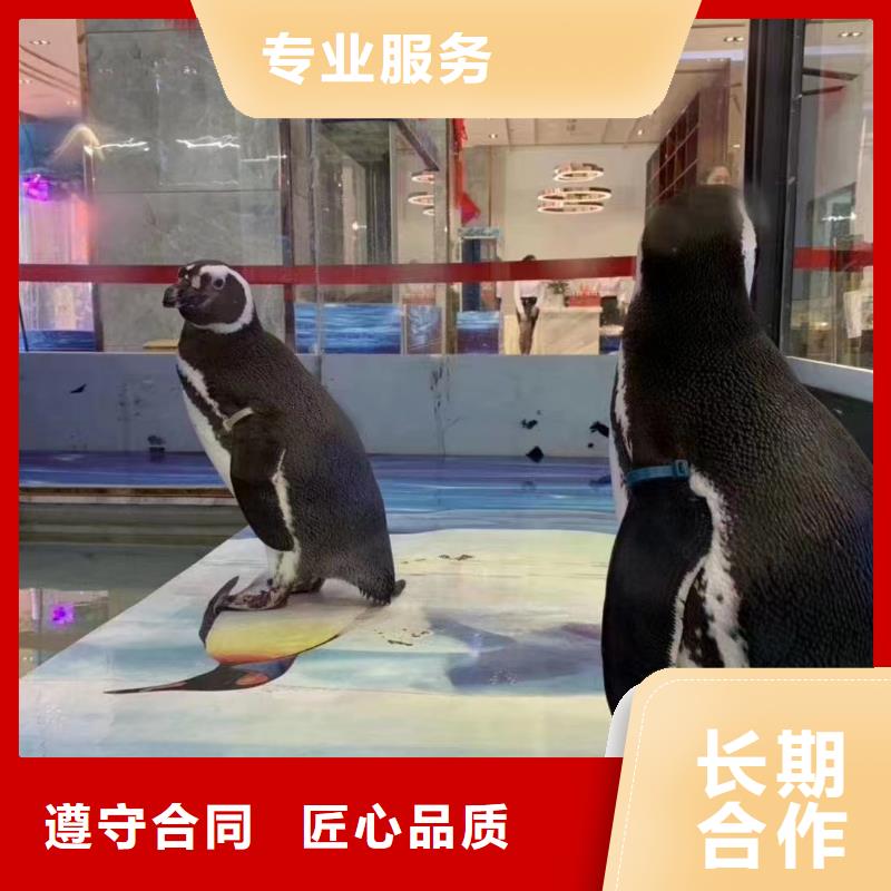海洋主题动物表演-表演羊驼租赁先进的技术