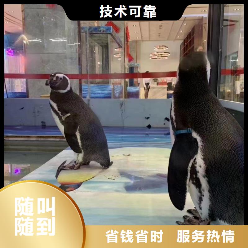 海洋主题动物表演羊驼出租