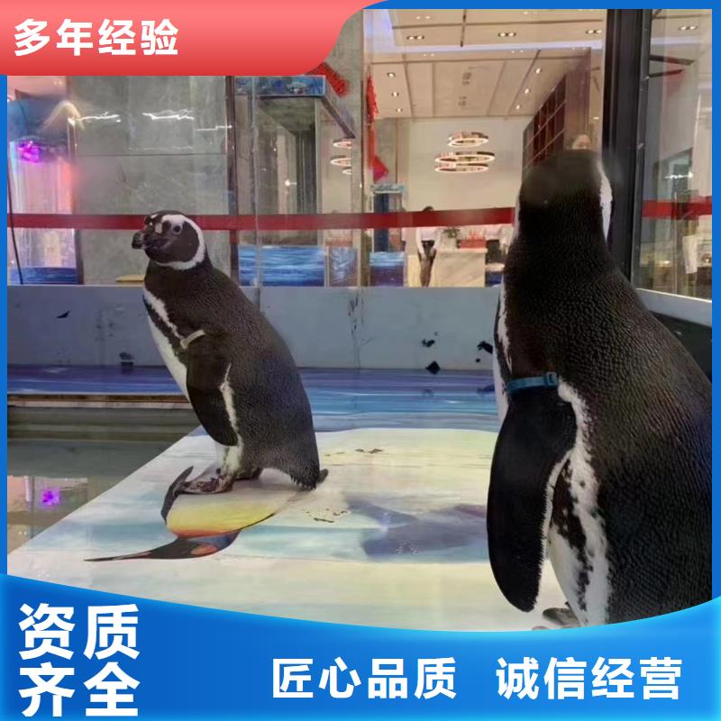 海洋主题动物表演【海狮表演租赁】欢迎合作