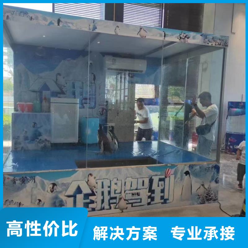 海洋主题动物表演海豚表演欢迎询价