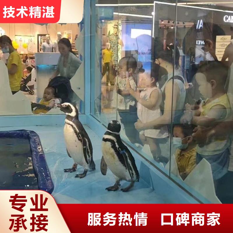 海洋主题动物表演出租表演海狮一对一服务