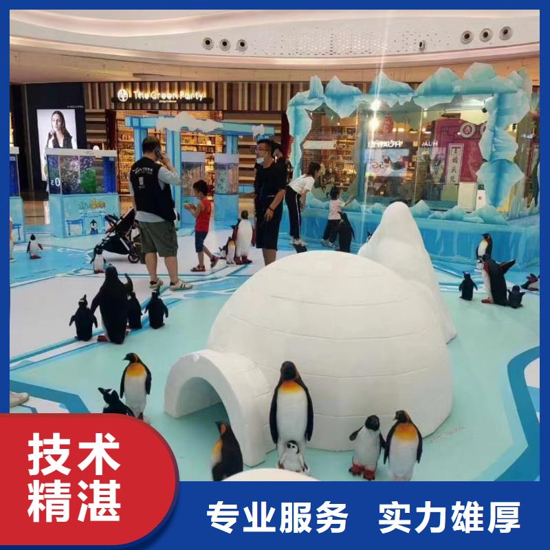 海洋主题动物表演海狮表演出租解决方案