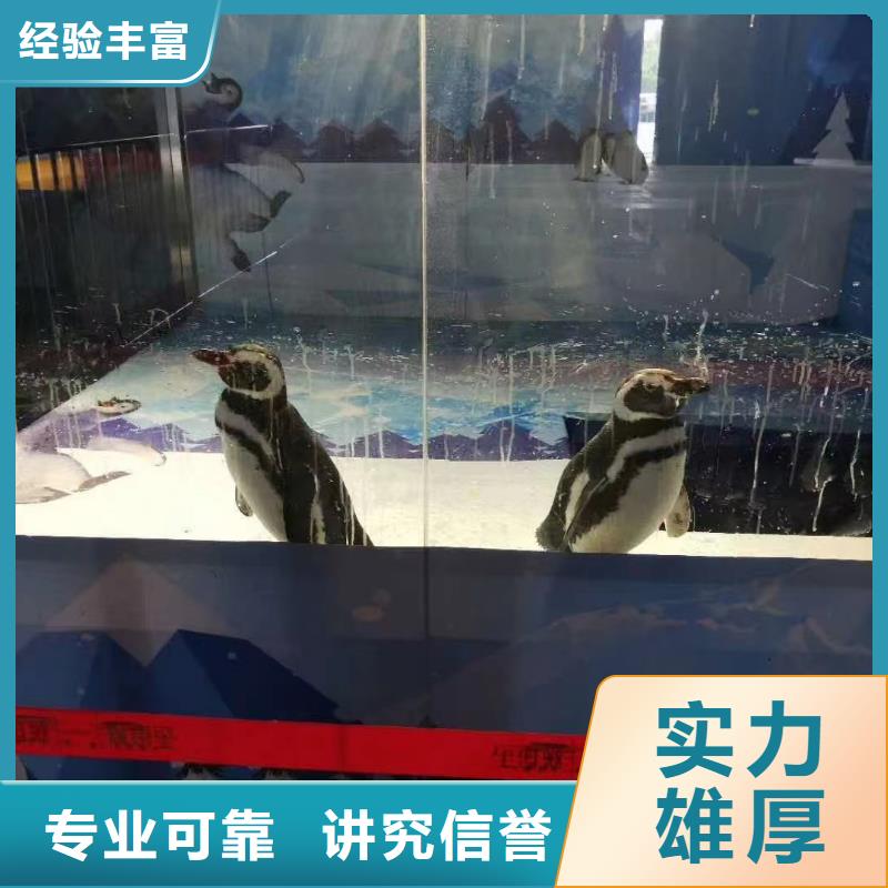 海洋主题动物表演_杂耍演出省钱省时