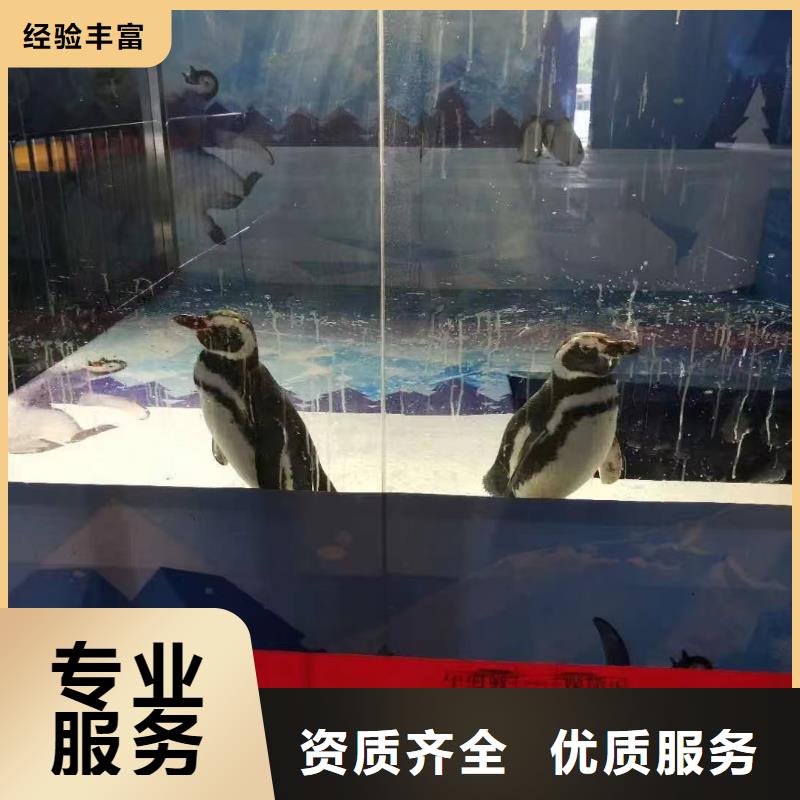 【海洋主题动物表演马戏团表演出租租赁欢迎询价】
