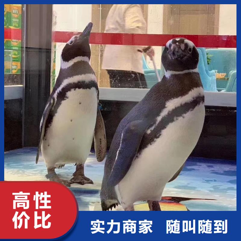 海洋主题动物表演海洋展租赁口碑公司