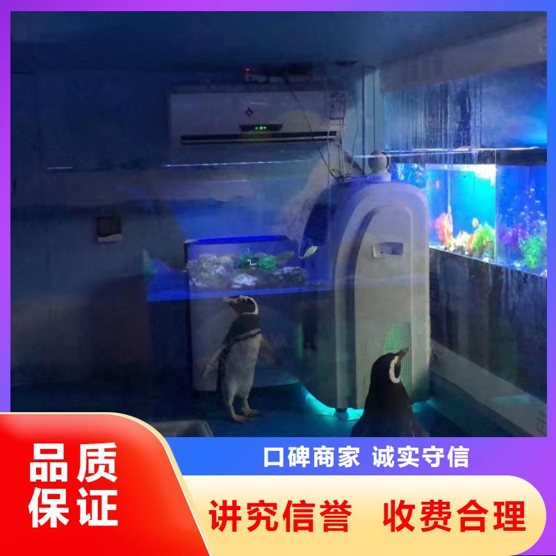海洋主题动物表演表演羊驼租赁一对一服务