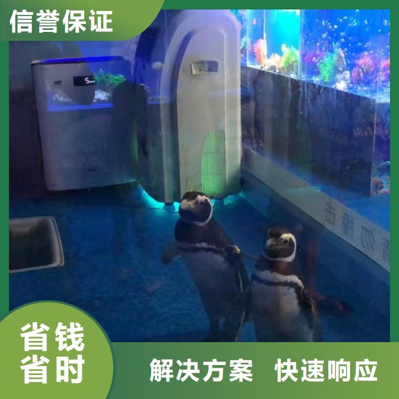 海洋主题动物表演鹦鹉表演租赁价格美丽