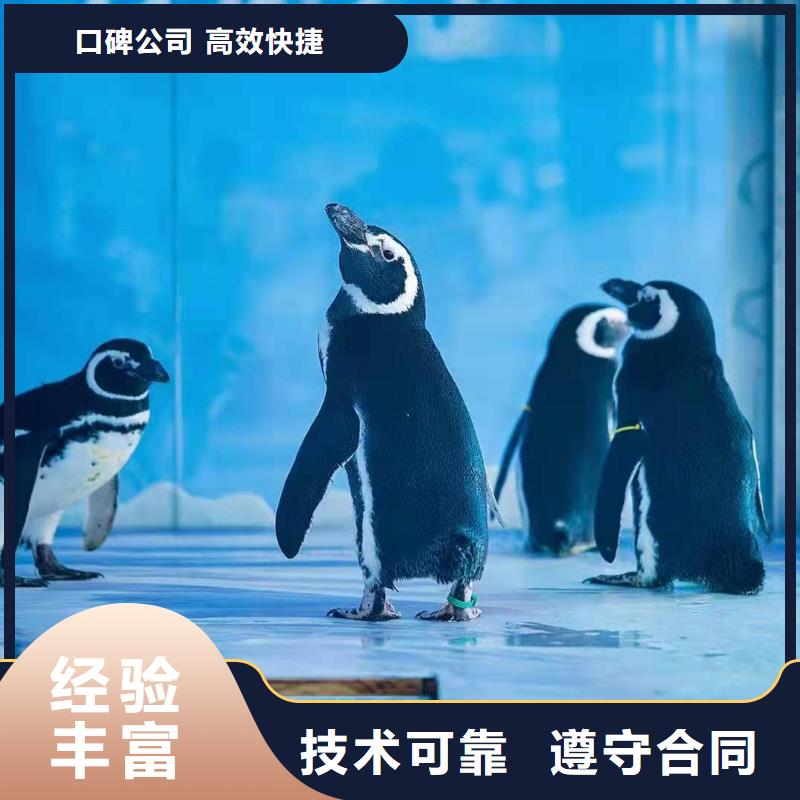 海洋主题动物表演海洋展租赁口碑公司