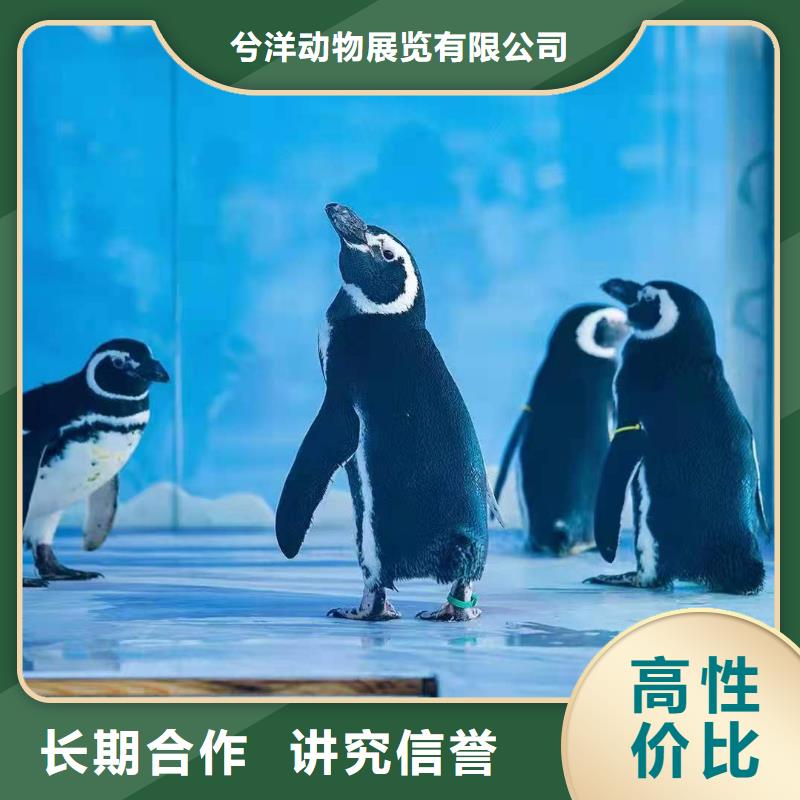 海洋主题动物表演海洋展租赁一站式服务