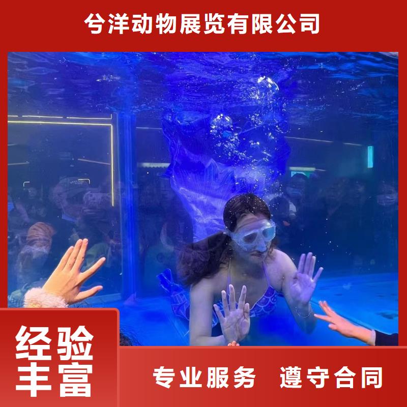 海洋主题动物表演-动物杂技表演租赁公司