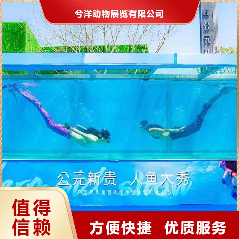 海洋主题动物表演【【海狮租赁表演】】快捷