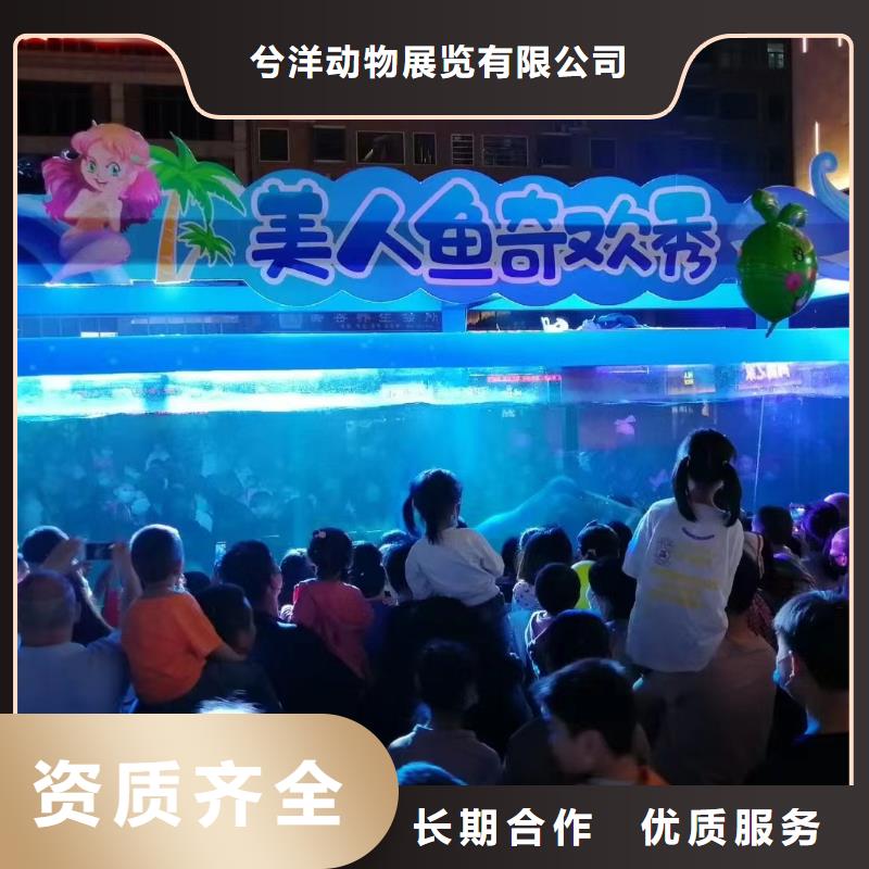 海洋主题动物表演表演羊驼租赁一对一服务