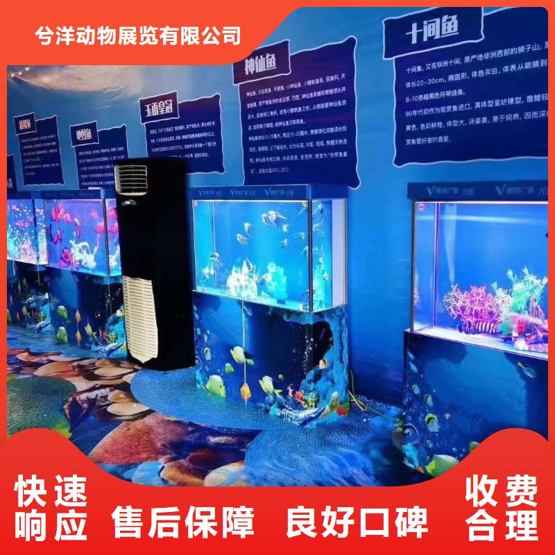 海洋主题动物表演马戏团表演出租值得信赖
