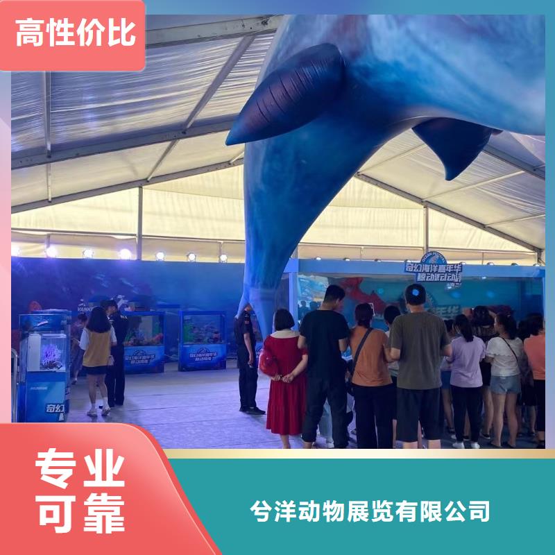 海洋主题动物表演 马戏团表演出租租赁优质服务