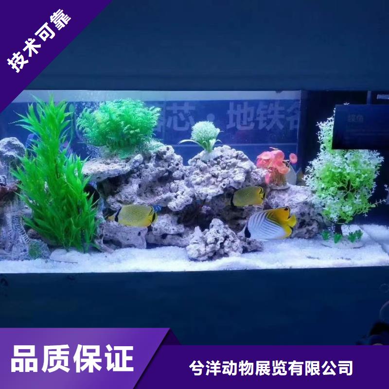 海洋主题动物表演出租表演鹦鹉价格低于同行