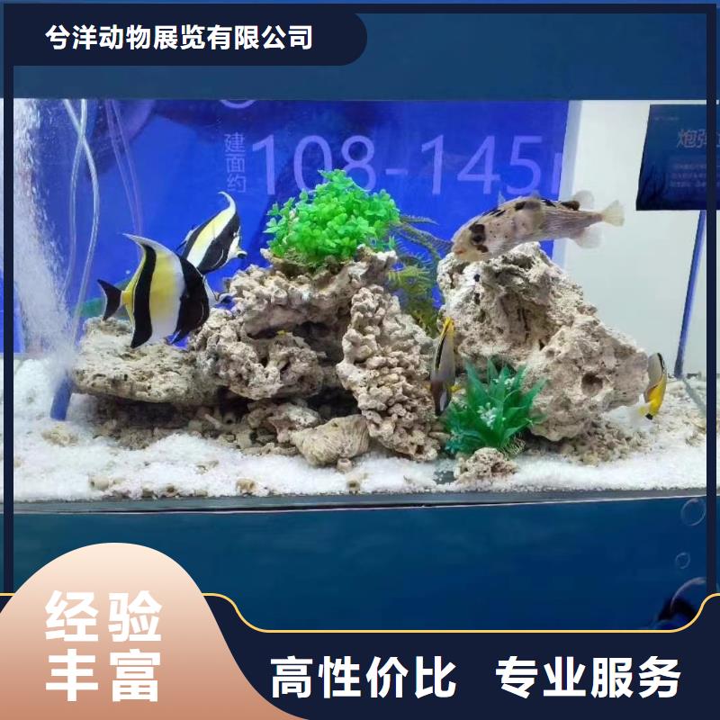 海洋主题动物表演_【企鹅表演】拒绝虚高价